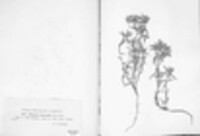 Melampsora euphorbiae image